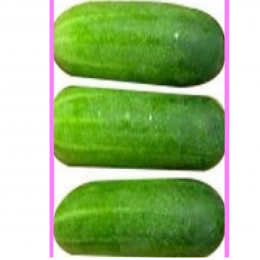 SBJEI-FRESH CUCUMBER FOR SALAD